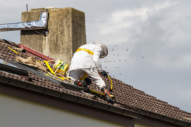 Bee Pest Control in Redditch Worcestershire