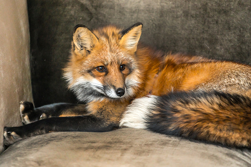 Fox Pest Control in Redditch Worcestershire